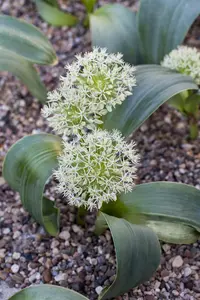 Allium karataviense