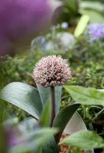 Allium karataviense - P9 - image 3