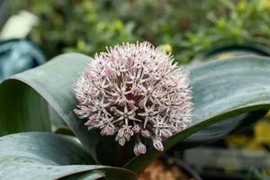 Allium karataviense - P9 - image 2