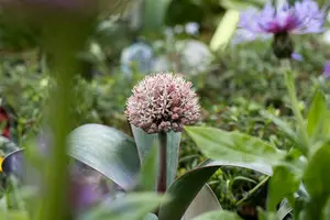 Allium karataviense - P9 - image 4