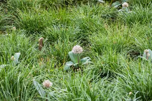 Allium karataviense - P9 - image 5