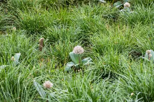 Allium karataviense - flower bulb 12/14 - image 5