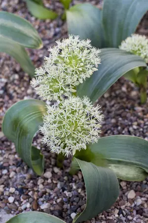 Allium karataviense 'Lucy Ball' - flower bulb 20/22