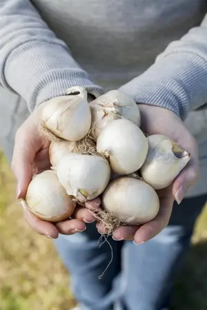 Allium 'Lucky Balloons' - 2 Ltr pot - image 3