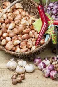 Allium 'Millennium' - C6.5 - image 1