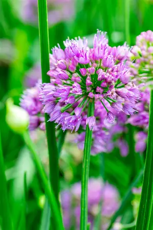 Allium 'Millennium' - 5 Ltr pot - image 2