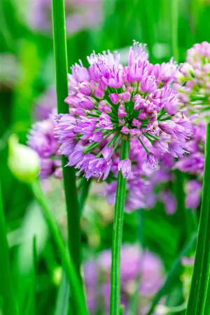 Allium 'Millennium' - 10 Ltr pot - image 2