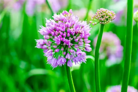 Allium 'Millennium' - 2 Ltr pot - image 1