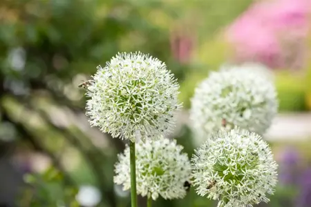 Allium 'Mount Everest' - 2 Ltr pot - image 2