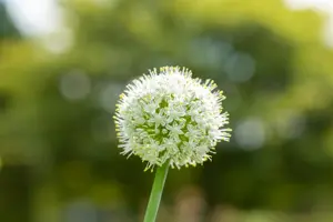 Allium 'Mount Everest' - 2 Ltr pot - image 3
