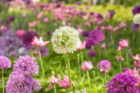 Allium 'Mount Everest' - P9 - image 1