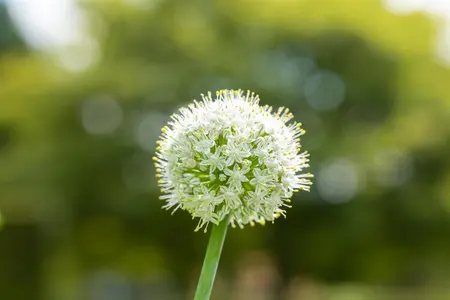 Allium 'Mount Everest' - P13 - image 3