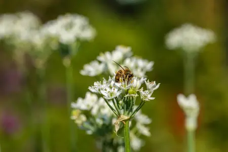 Allium neapolitanum - flower bulb 4/6 - image 3