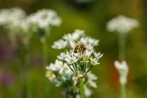 Allium neapolitanum - flower bulb 4/6 - image 3