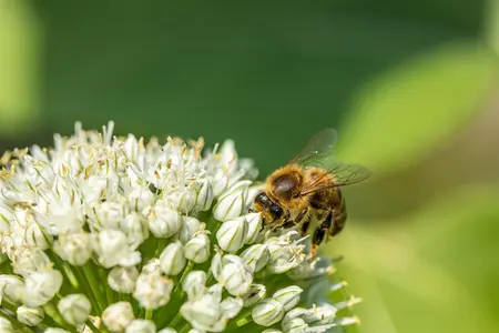 Allium neapolitanum - flower bulb 4/6 - image 4