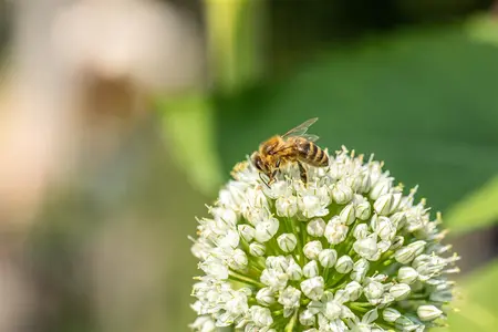Allium neapolitanum - flower bulb 4/6 - image 5