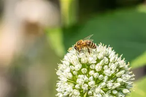 Allium neapolitanum - flower bulb 4/6 - image 5