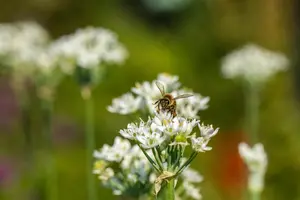Allium neapolitanum - flower bulb 4/6 - image 2