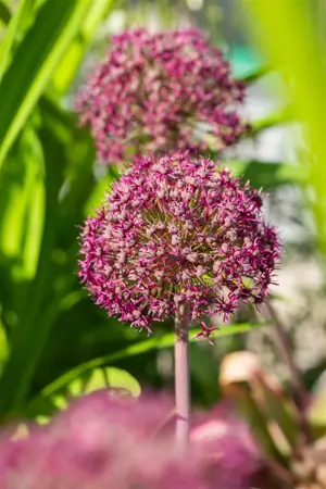 Allium 'Ostara'? - 2 Ltr pot - image 2