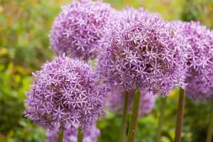 Allium 'Ostara'?