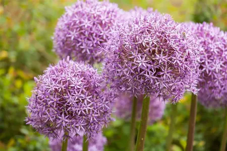 Allium 'Ostara'? - 5 Ltr pot - image 1