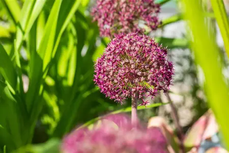 Allium 'Ostara'? - 5 Ltr pot - image 3