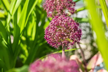 Allium 'Ostara'? - flower bulb 14/16 - image 3