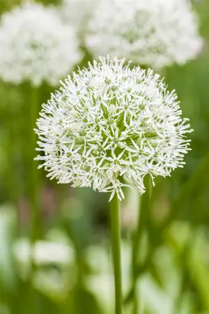 Allium 'Ping Pong' - flower bulb 8/10