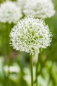 Allium 'Ping Pong'