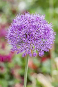 Allium 'Purple Rain'
