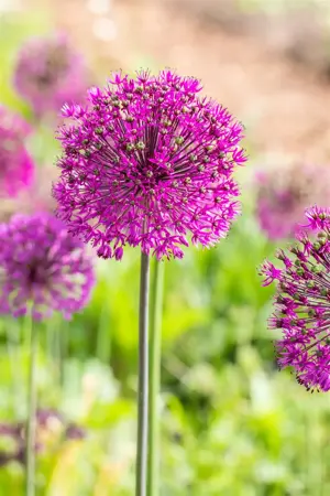 Allium 'Purple Sensation' - 2 Ltr pot - image 3