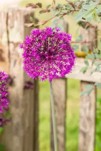 Allium 'Purple Sensation' - 2 Ltr pot - image 5