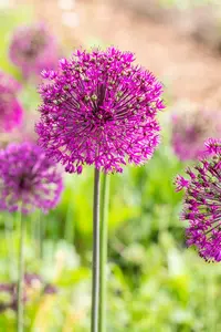 Allium 'Purple Sensation' - flower bulb 10/12 - image 3