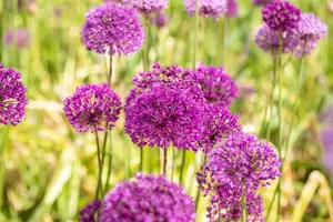 Allium 'Purple Sensation'