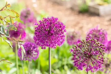 Allium 'Purple Sensation' - 2 Ltr pot - image 2