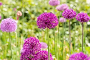Allium 'Purple Sensation' - 2 Ltr pot - image 4