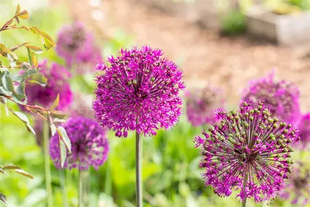 Allium 'Purple Sensation' - flower bulb 10/12 - image 2