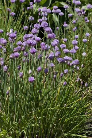 Allium senescens 'Montana' - PLUG/CELGROWN 70 CEL TRAY