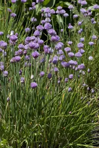 Allium senescens 'Montana'