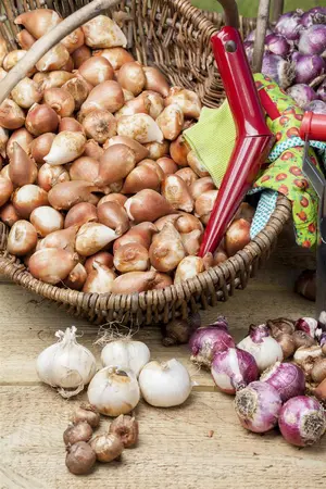Allium small flowering mix - flower bulb 4/6 - image 1