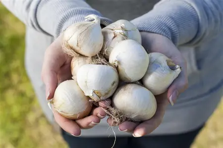 Allium small flowering mix - flower bulb 4/6 - image 4