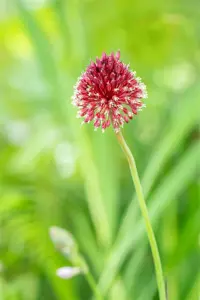 Allium sphaerocephalon - P9 - image 4