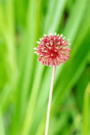 Allium sphaerocephalon - P9 - image 2