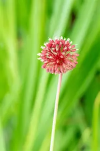 Allium sphaerocephalon - P9 - image 2