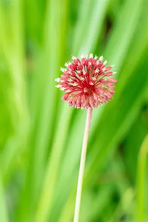 Allium sphaerocephalon - flower bulb 4/6 - image 2
