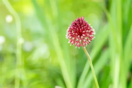 Allium sphaerocephalon - P9 - image 3