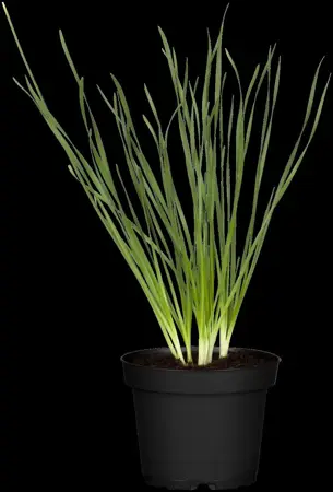 Allium tuberosum 'Cliffs of Dover' - 2 Ltr pot - image 2