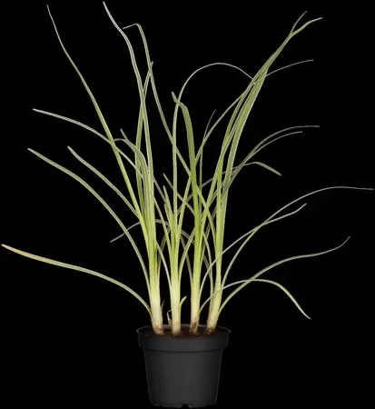 Allium tuberosum 'Cliffs of Dover' - 2 Ltr pot - image 1