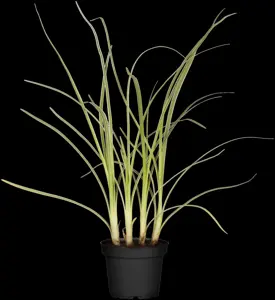 Allium tuberosum 'Cliffs of Dover'