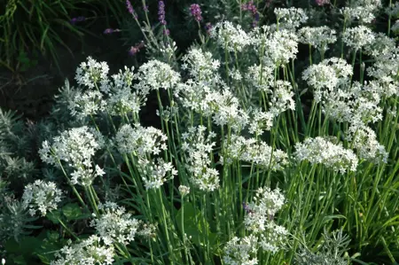 Allium tuberosum 'Cliffs of Dover' - 2 Ltr pot - image 3